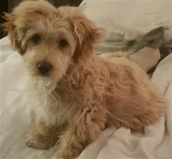 tan-maltipoo-dog